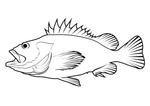 Yelloweye Rockfish Sebastes Ruberrimus Coloring Page